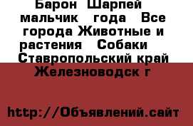 Барон (Шарпей), мальчик 3 года - Все города Животные и растения » Собаки   . Ставропольский край,Железноводск г.